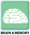 Brain &amp; Memory